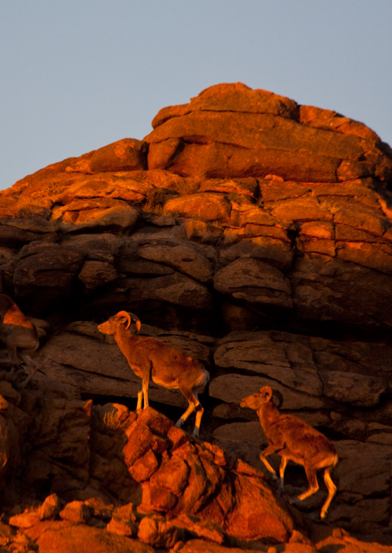 Argali At Sunset